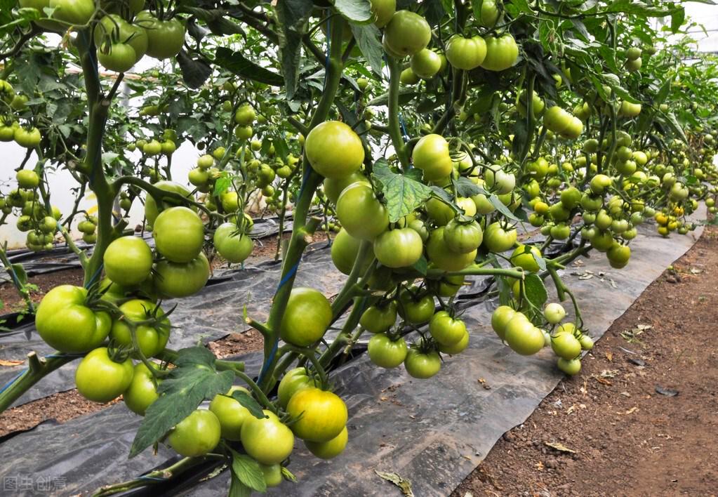 依靠种植韭菜致富_致富韭菜依靠种植吗_致富经韭菜种植技术视频