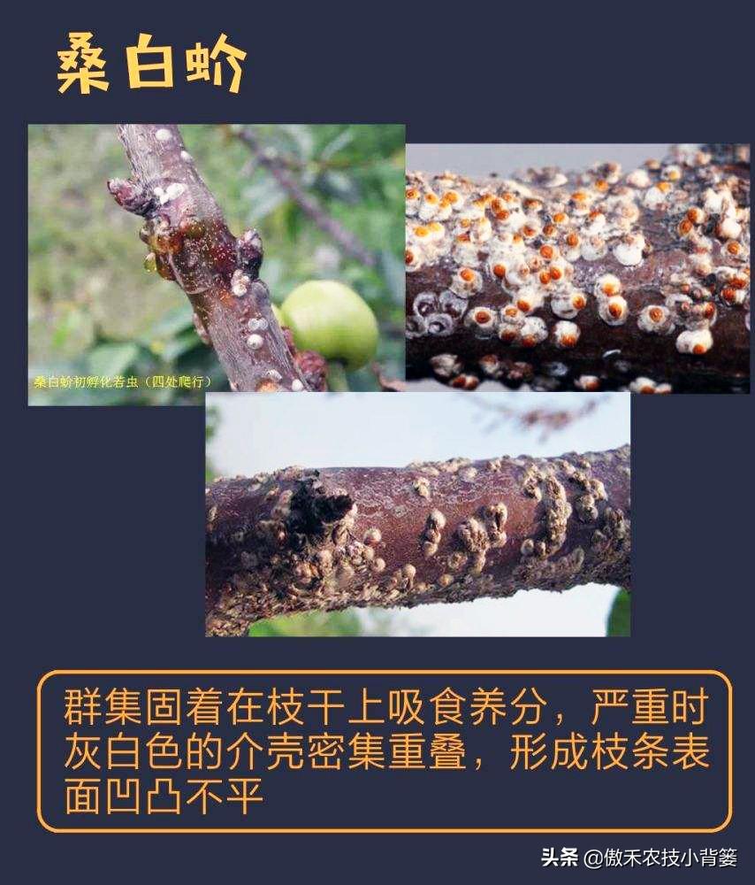 虫子养殖视频大全_皮虫养殖技术_虫的养殖