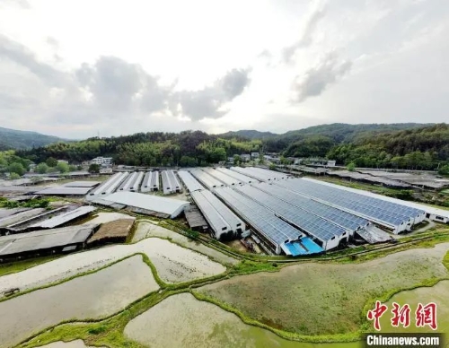 【抚州】广昌县光伏板下种菌菇 “农光互补”照亮乡村振兴路