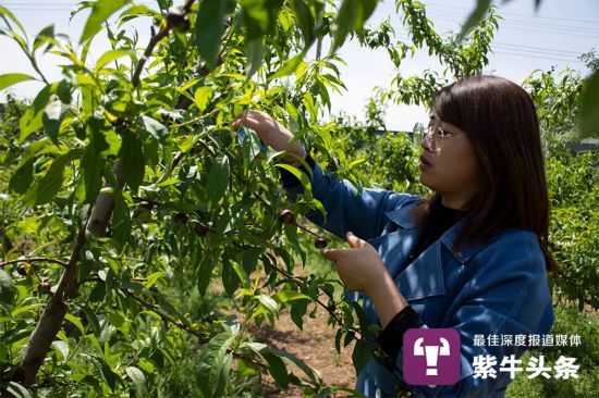 “桃子妹妹”大学毕业回家种桃，从一年亏损1400万到年营业额超2000万