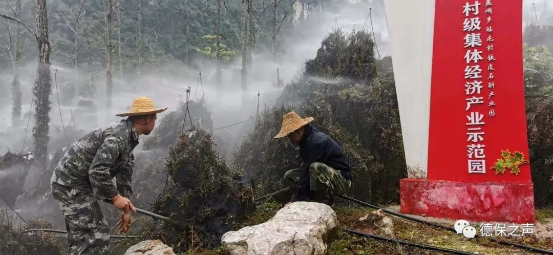 石山种植致富仙草_神仙草什么季节种植_四季蒜苗种植致富