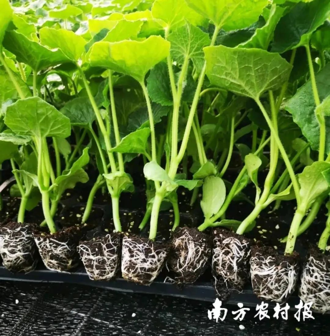 吊瓜种植技术视频 完整_吊瓜种植技术_如何种植吊瓜