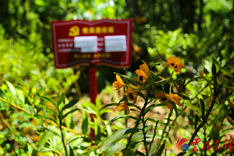 村民种植黑皮冬瓜致富_神仙草怎么种植_石山种植致富仙草