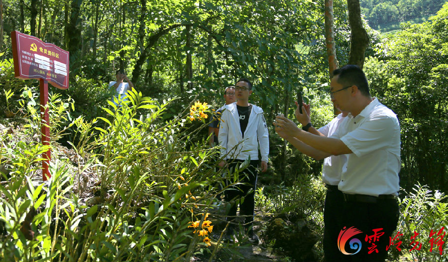 村民种植黑皮冬瓜致富_神仙草怎么种植_石山种植致富仙草