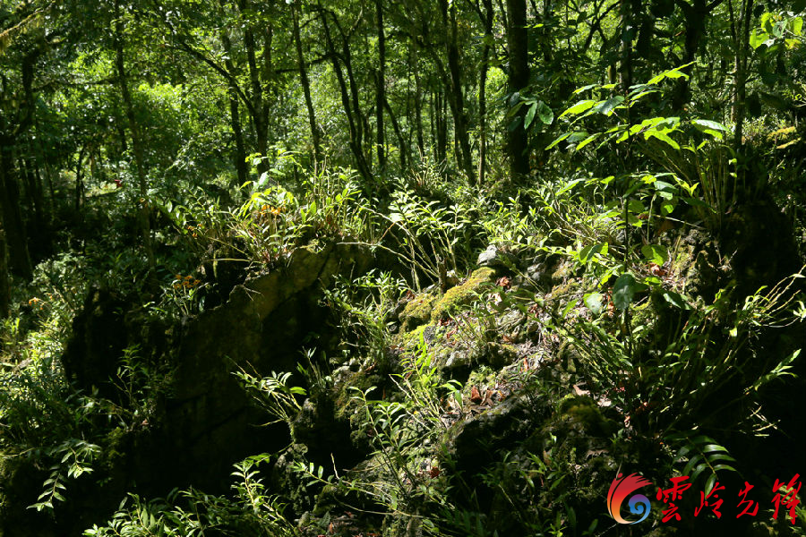 村民种植黑皮冬瓜致富_石山种植致富仙草_神仙草怎么种植