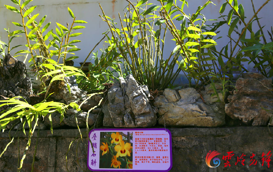 村民种植黑皮冬瓜致富_石山种植致富仙草_神仙草怎么种植