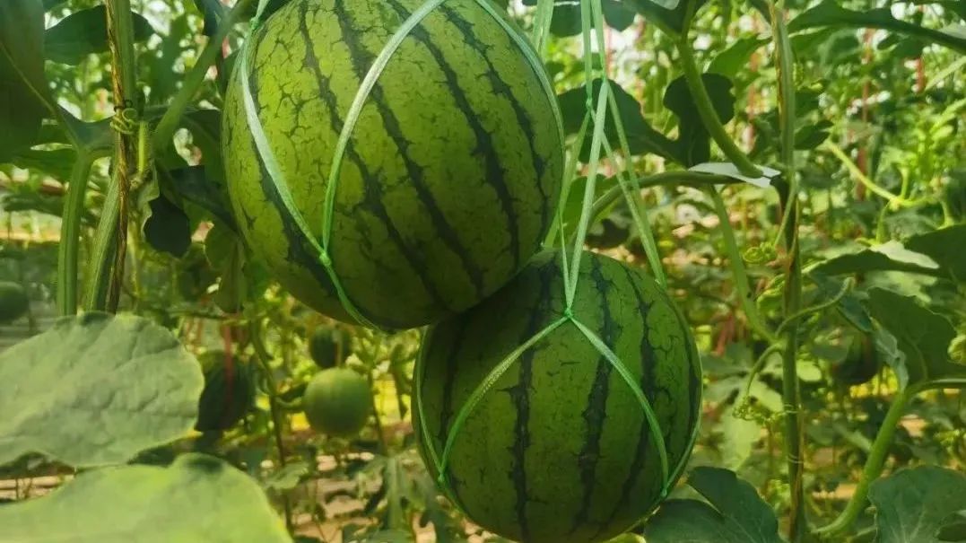 吊瓜种植技术视频 完整_吊瓜种植技术_视频种植完整技术吊瓜怎么做