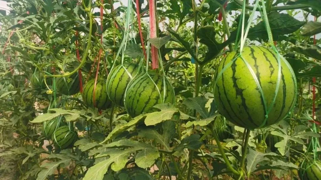 吊瓜种植技术_视频种植完整技术吊瓜怎么做_吊瓜种植技术视频 完整