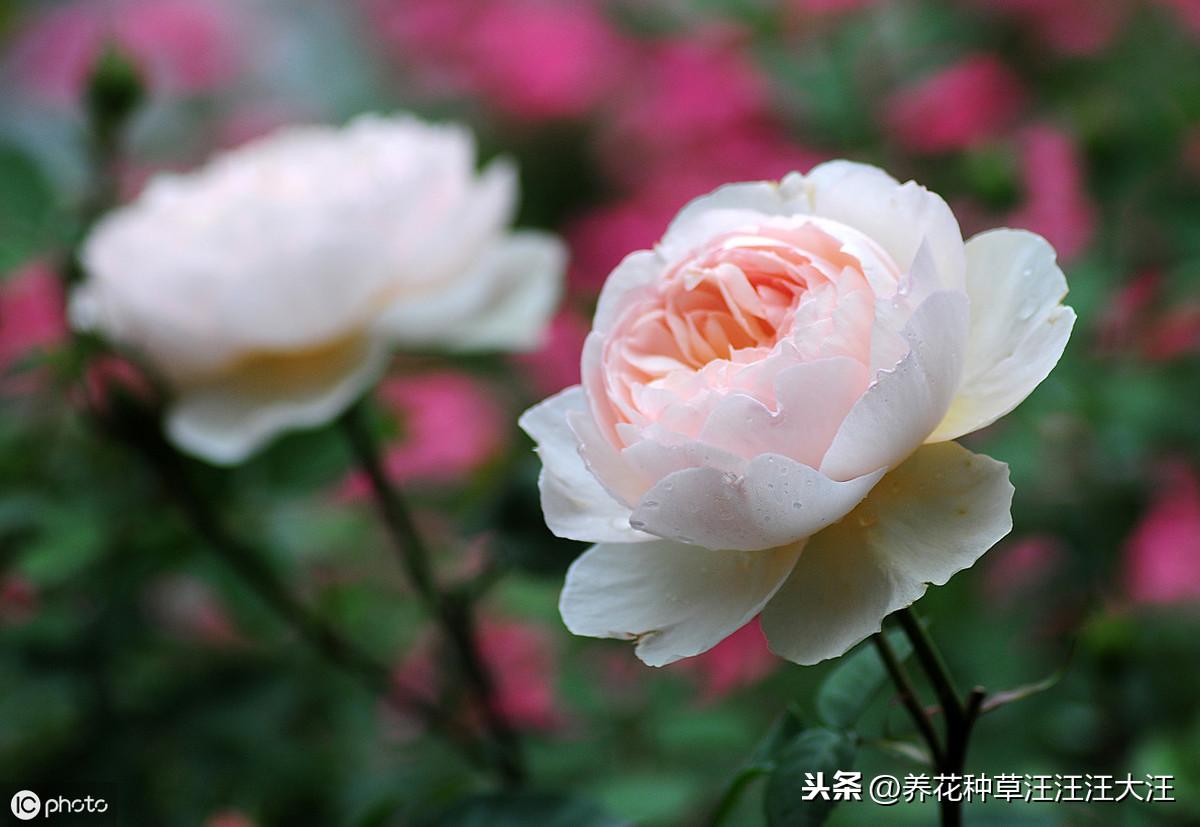 种花技术视频_种植花赚钱吗_无花呆种植技术