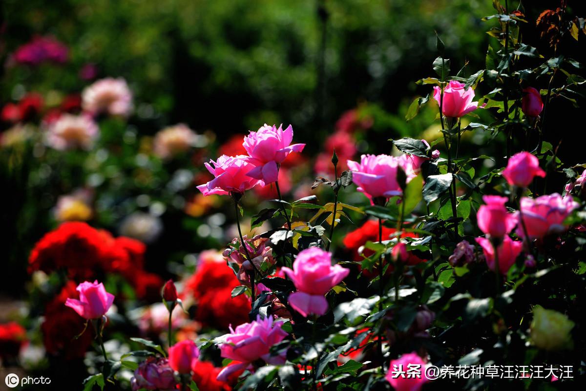 种植花赚钱吗_无花呆种植技术_种花技术视频