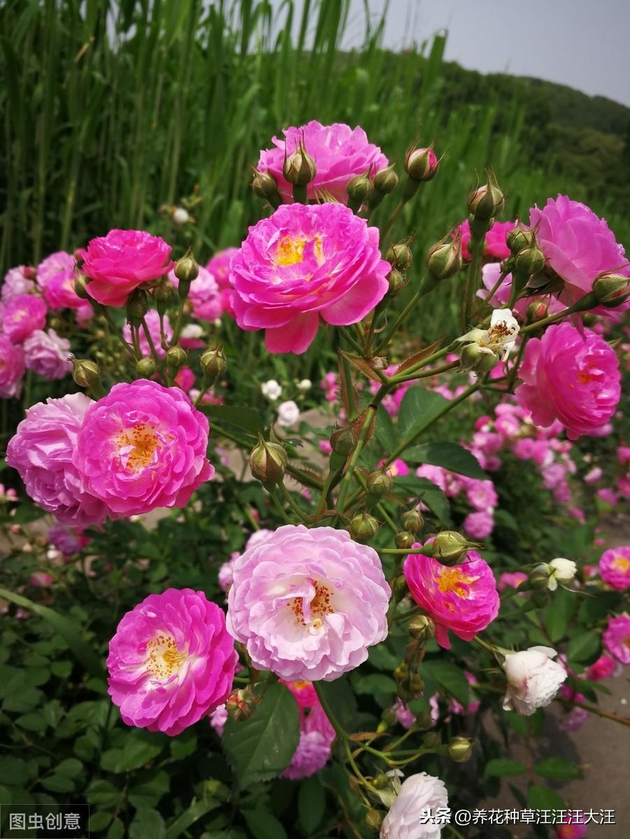 无花呆种植技术_种植花赚钱吗_种花技术视频