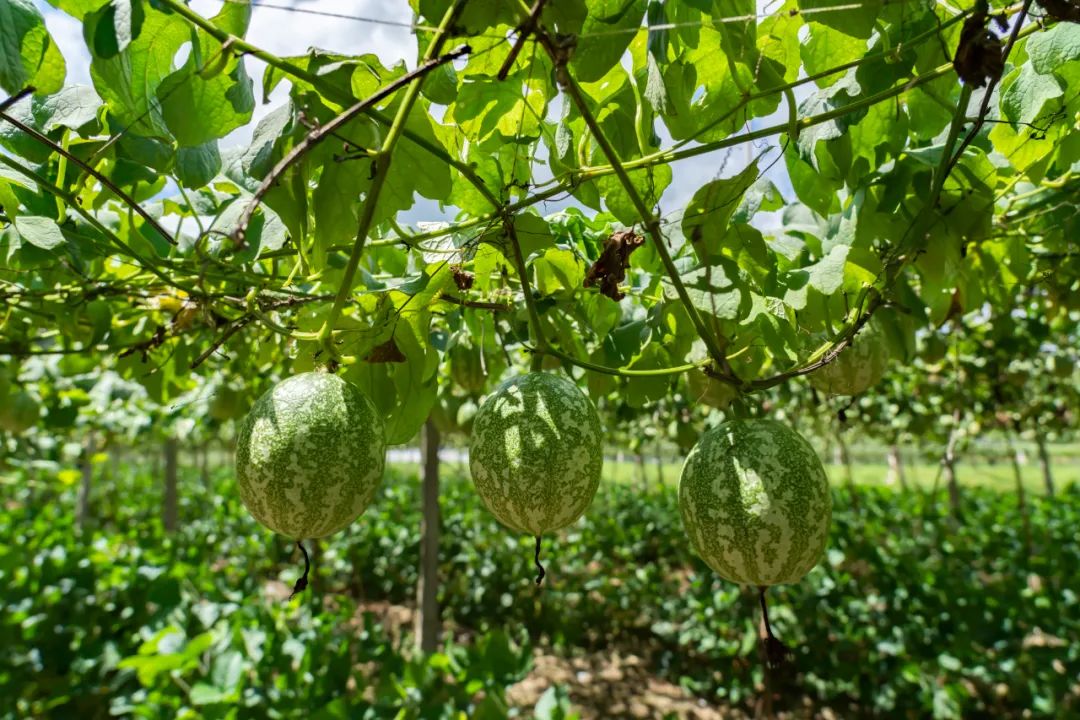 视频种植完整技术吊瓜怎么做_吊瓜种植技术视频 完整_如何种植吊瓜