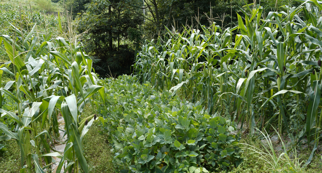 视频种植完整技术吊瓜怎么做_吊瓜种植技术视频 完整_如何种植吊瓜