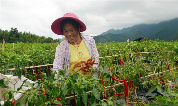 黔东南剑河南哨：辣椒红 村民笑 山地种植迎致富