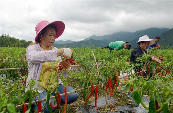 辣椒种植赚钱吗_种植辣椒能不能致富呢_辣椒种植效益