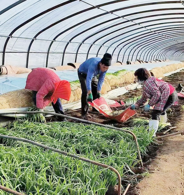 致富韭菜依靠种植赚钱吗_致富经韭菜种植视频_依靠种植韭菜致富