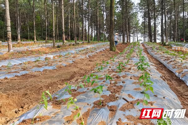 湘阴：辣椒松下栽 林间致富来