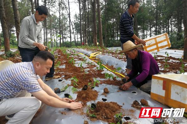 种植辣椒能不能致富呢_种辣椒能致富吗_辣椒种植效益