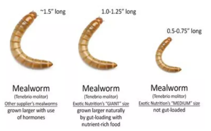 皮虫养殖技术_虫的养殖_虫子养殖技术视频