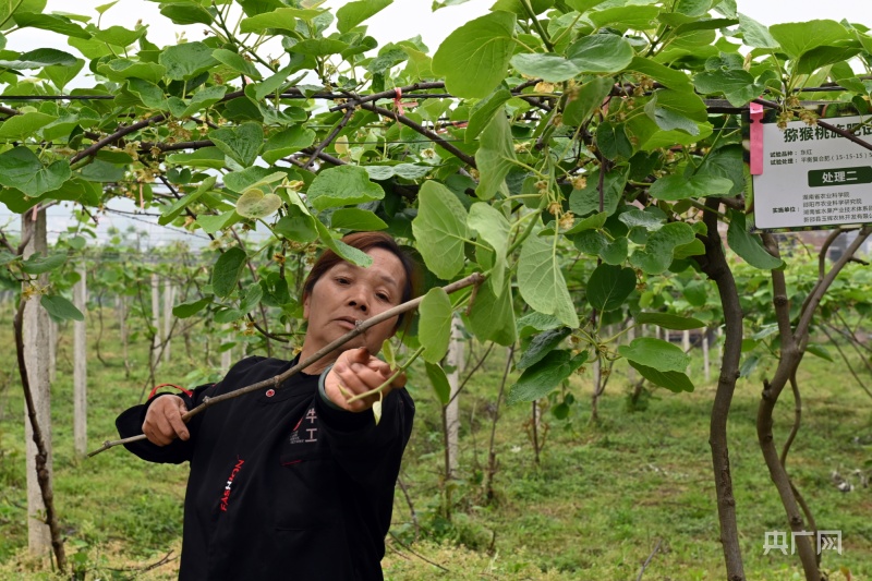 致富经种植亩收入过亿_致富经洋瓜种植_致富经种植洋