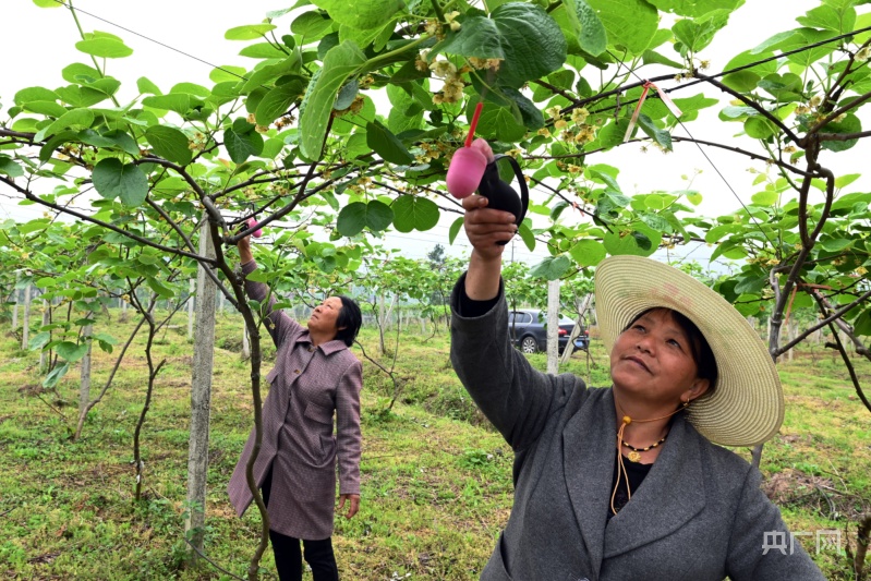 致富经种植亩收入过亿_致富经种植洋_致富经洋瓜种植