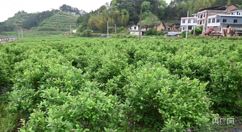 致富经洋瓜种植_致富经种植亩收入过亿_致富经种植洋