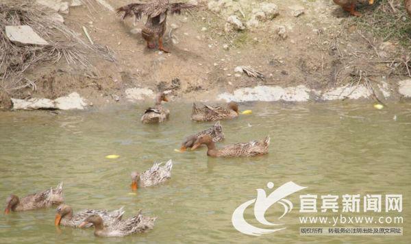 致富经麻鸭怎么过冬_冬季麻鸭养殖技术_致富经鸭子养殖视频