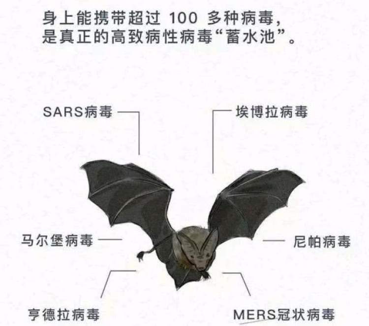 袋熊养殖致富_饲养袋熊_袋熊家养