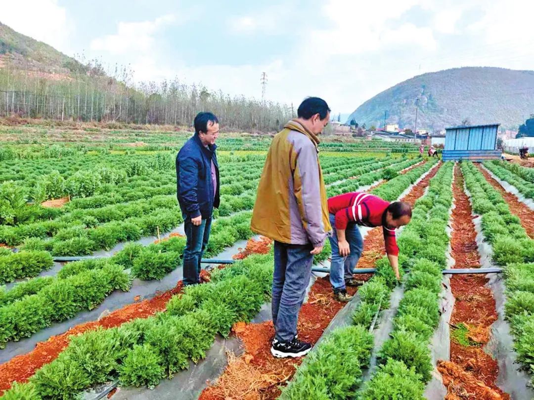 菊花养殖技术与管理_菊花苗的养殖方法_菊花苗养殖技术