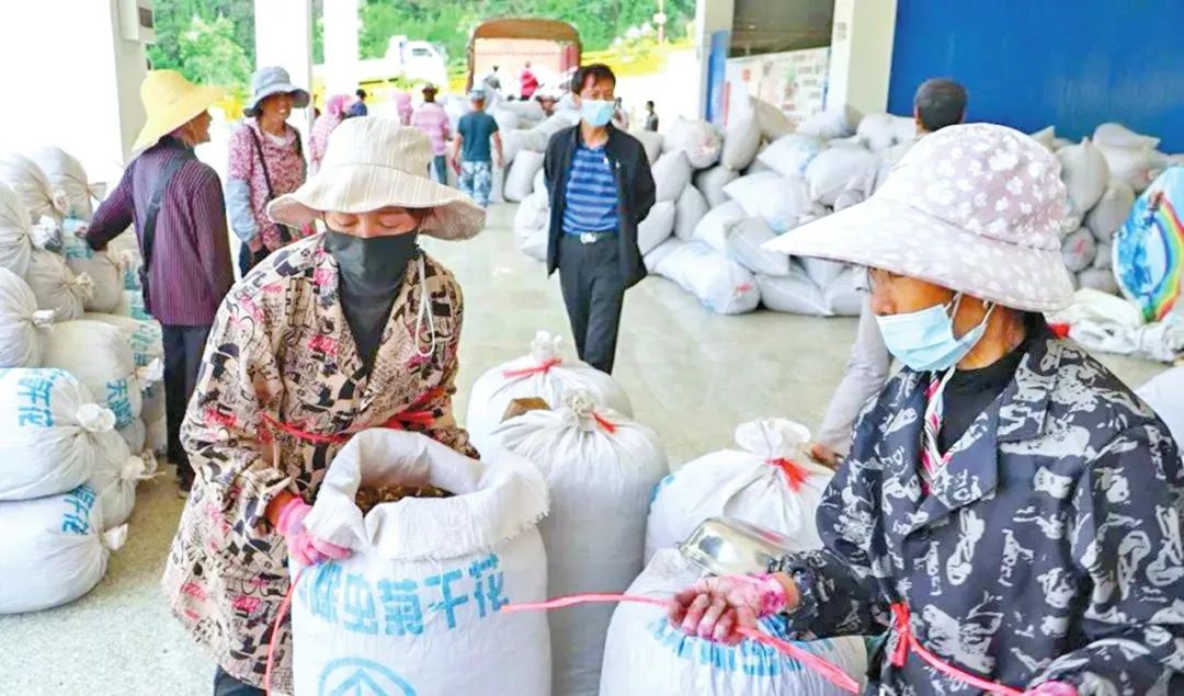 菊花养殖技术与管理_菊花苗养殖技术_菊花苗的养殖方法