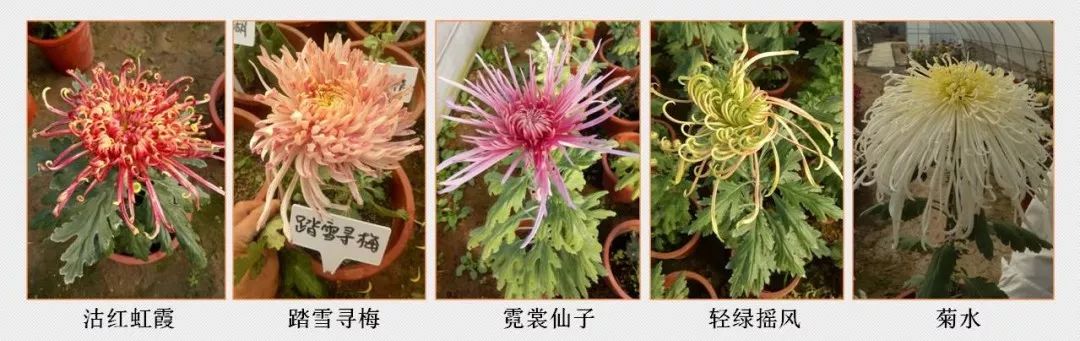 菊花养殖技术与管理_菊花苗养殖技术_菊花苗的养殖方法