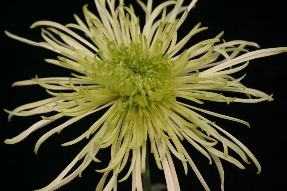 菊花养殖技术与管理_菊花苗的养殖方法_菊花苗养殖技术