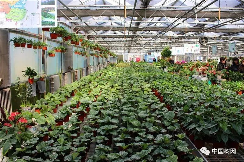 菊花苗的养殖方法_菊花苗养殖技术视频_菊花苗养殖技术