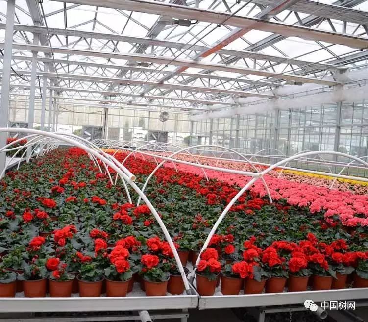 菊花苗养殖技术视频_菊花苗养殖技术_菊花苗的养殖方法