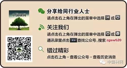 菊花苗的养殖方法_菊花苗养殖技术_菊花苗养殖技术视频