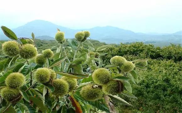 种植板栗赚钱吗_板栗种植致富_种植板栗效益如何