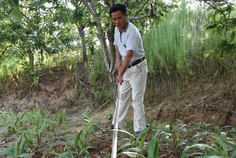 种植板栗赚钱吗_种植板栗效益如何_板栗种植致富