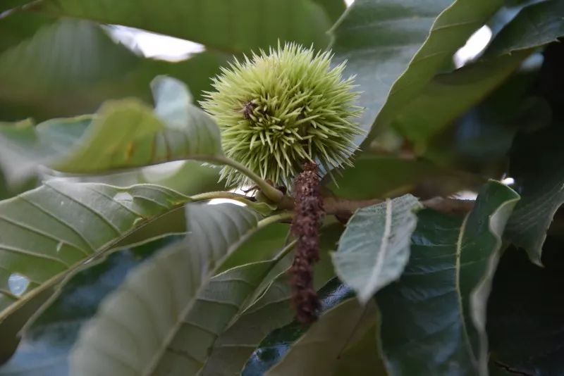 种植板栗效益如何_种植板栗赚钱吗_板栗种植致富