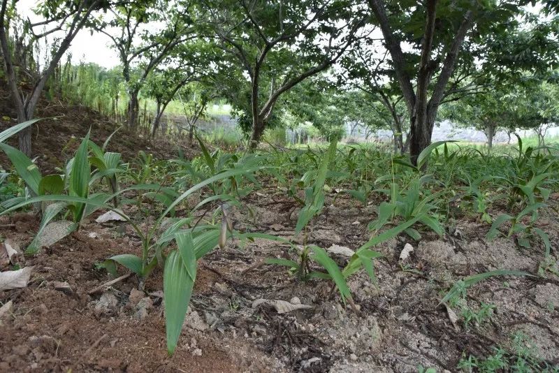 板栗种植致富_种植板栗赚钱吗_种植板栗效益如何