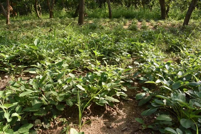 种植板栗赚钱吗_板栗种植致富_种植板栗效益如何