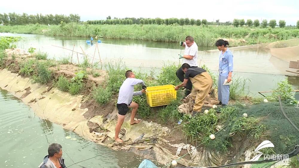 致富经高效养罗非鱼_养殖罗非鱼好吃吗_致富高效养罗非鱼的方法