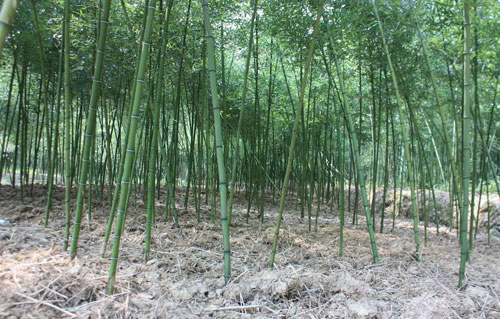 雷竹的技术