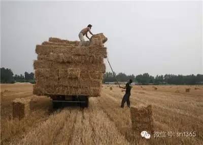 大棚养殖林蛙新技术_林蛙大棚养殖二年成本多少_大棚养殖林蛙技术