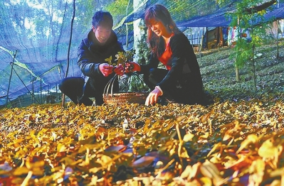 仙游农村专业生产大户 林下种植闯出致富之路