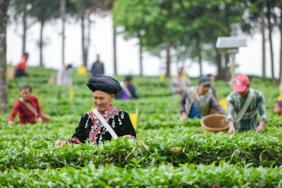 茶叶致富经_种植茶叶赚钱吗_种植什么茶致富