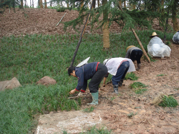 室内种植无花果技术视频_无花果室内种植技术_室内无花果如何种植