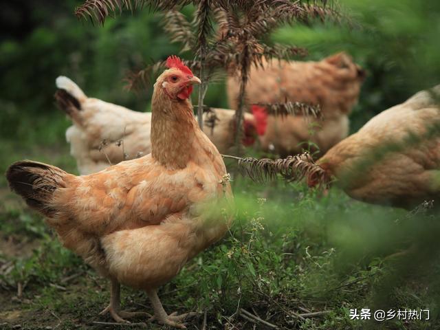 原生态土鸡整套养殖技术：一看就懂，记住这8点，你就是高手