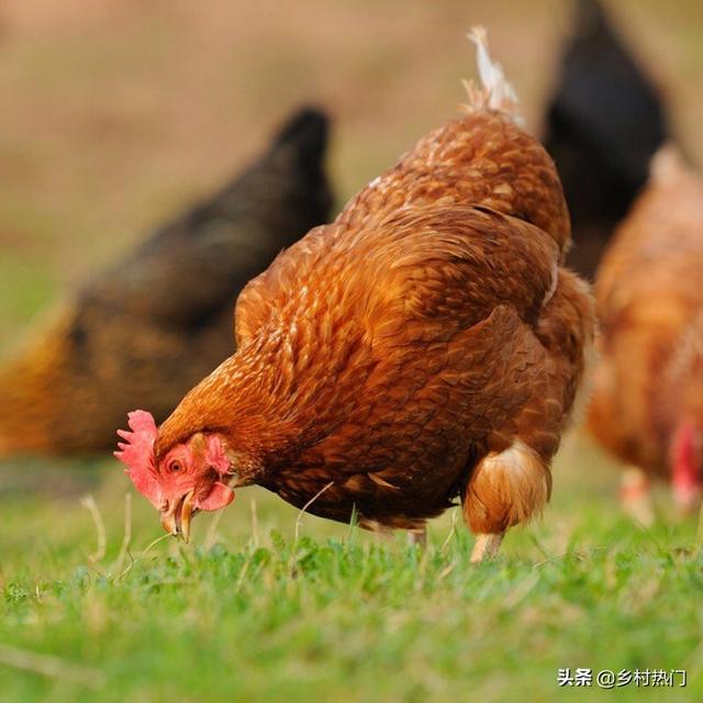 原生态土鸡整套养殖技术：一看就懂，记住这8点，你就是高手