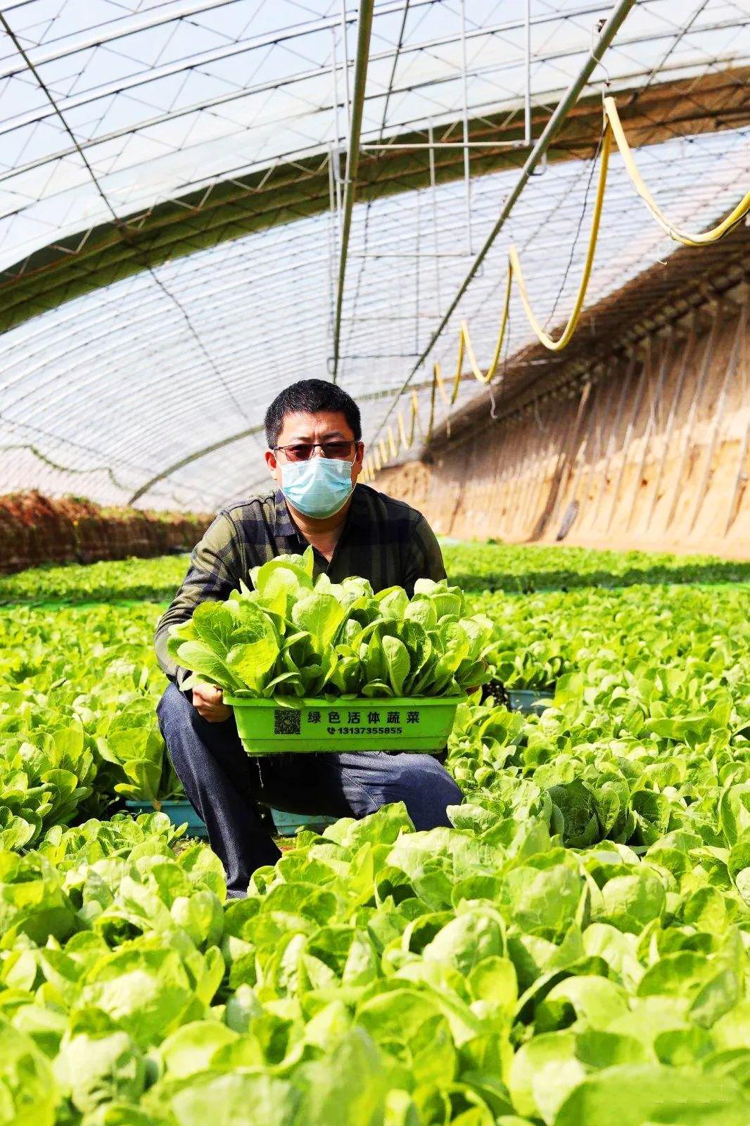 卖菜致富致富经_卖菜发家致富_致富经卖菜大姐赚大线