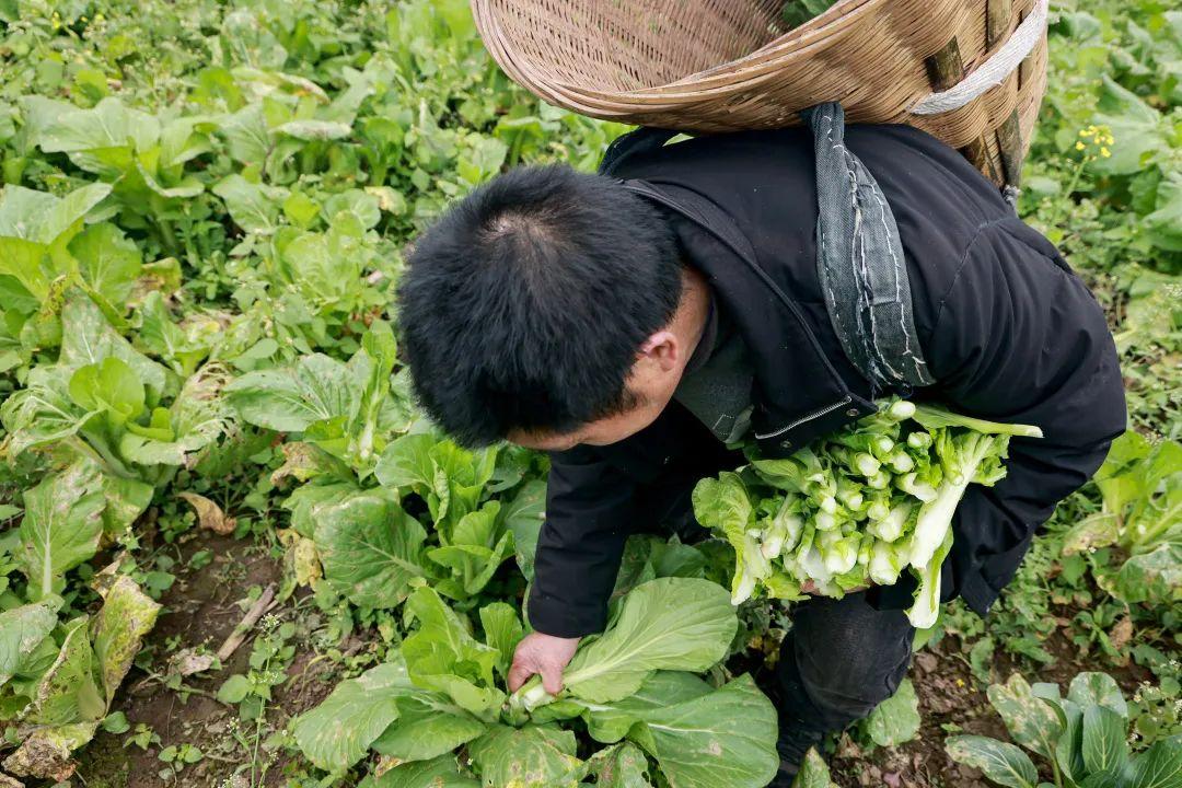 卖菜致富致富经_致富经卖菜_致富经菜市场